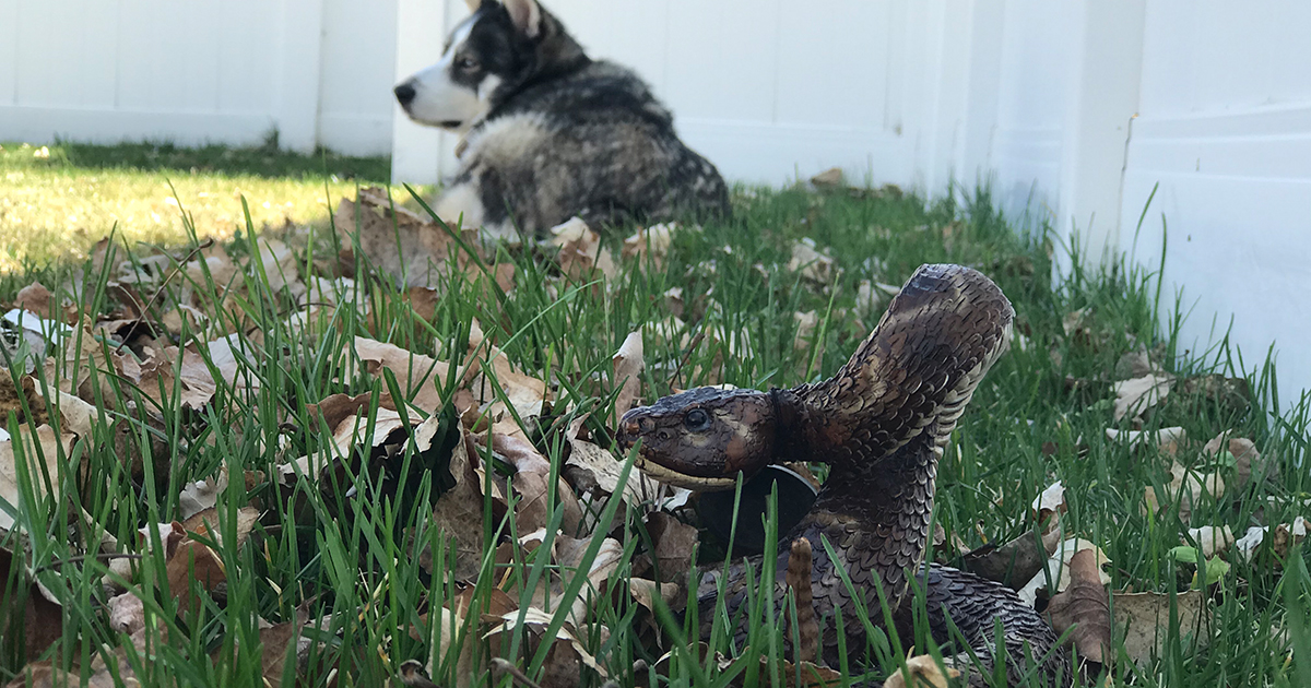 rattlesnake in grass in foreground and dog in background