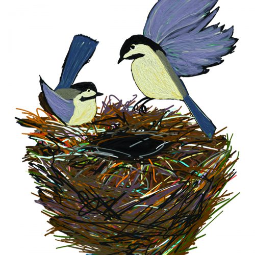 birds and nest illustration