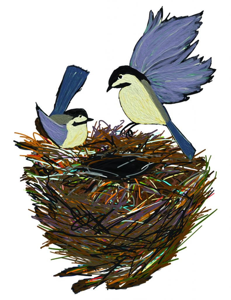 bird and nest illustration