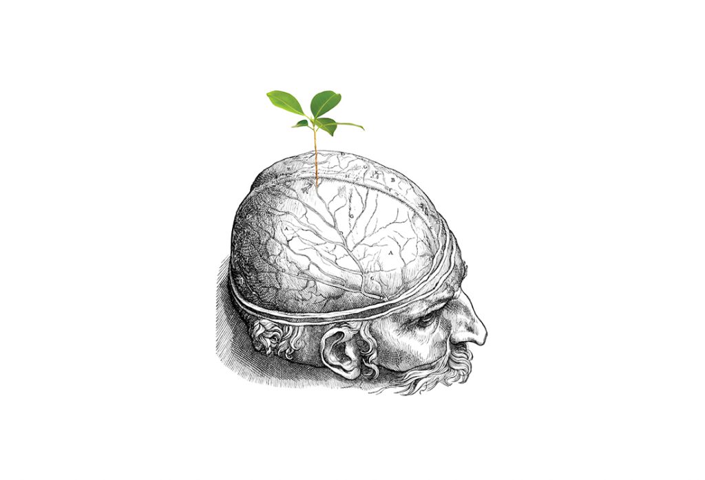 illustration of opened skull with leaf growing out of it